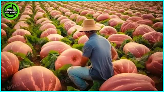 The Most Modern Agriculture Machines That Are At Another Level, How To Harvest Watermelons On Farm