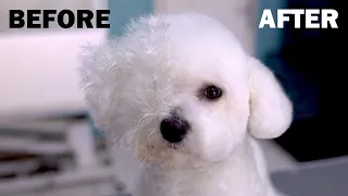 Beautiful Dog Grooming *Bichon Frise* Hairstyle Transformation