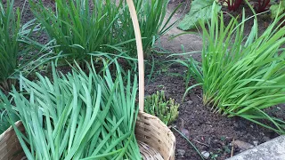 Conheça Nirá , melhor forma d plantar, saborosa , muitos benefícios p/saúde, ótimo p/plantar em vaso