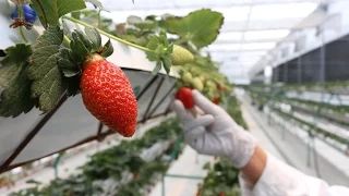 Nuevas Tecnologias para la Producción de Fresa