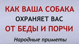 Как собаки охраняют от беды и приносят удачу. Приметы и суеверия.