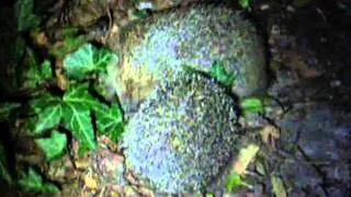 Hedgehog Courtship Behaviour