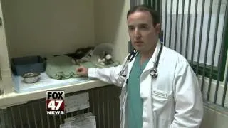 Cat Shot in Head with Arrow Recovering