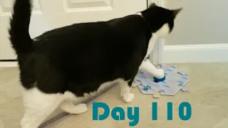 *Day 110 | Stick with It! | Teaching Our Cats to Talk