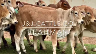 J&J Cattle Co: Red Brahman & Brahman Cross Replacement Heifers