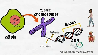 ADN, Cromosomas y Genes