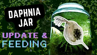 How To Culture Daphnia Ecosystem in a Jar UPDATE & Live Feeding! 🐟 #aquarium #guppy #fishtank