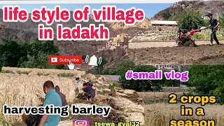 LIFE STYLE OF THE village in ladakh ,sham velly, skurbuchan. Harvesting barley . 2 crops in a season