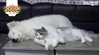 Samoyed Dog's Big Brother Is A Cat?! LOL