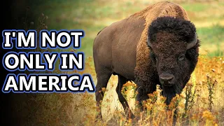 Bison facts: sometimes called buffalo | Animal Fact Files