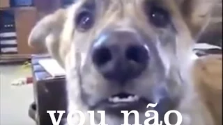 Meu Violão e o nosso Cachorro - Quem disse que eu quero ir? vou não