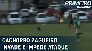 Cachorro invade campo e impede ataque durante partida de futebol | Primeiro Impacto (26/04/23)