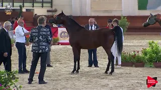 Italian Nationals 2019 - 2 Years Old Colts (Class 5)