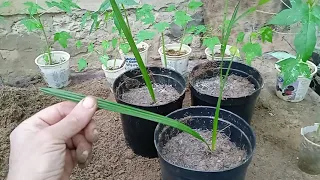 How to Transplant Palm Seedlings