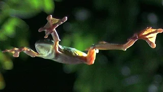 Gliding Leaf Frogs | Planet Earth | BBC Earth