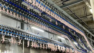 Amazing korean chicken factory! overwhelming korean chicken soup mass production process