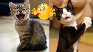 funny dogs videos try not to laugh|cutest cat videos 2024|@CrazyPets007