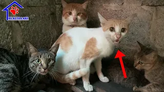 Poor Mommy Cat crying loudly supplicates to rescue her baby kittens – I can’t keep my tears!