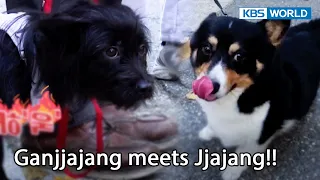 I have a bad feeling about this 🥶🥶🥶 [Dogs are incredible : EP.152-3] | KBS WORLD TV 230110