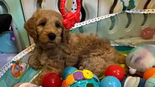 Ball pit fun with puppies Goldendoodles