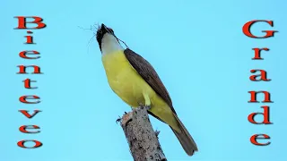 AVES de COSTA RICA, las 150 especies MAS BELLAS con SUS CANTOS