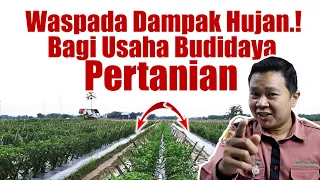 WASPADA.! Benarkah Hujan Penyebab Utama Penyebaran Penyakit Tanaman? Seri pH Tanah Pertanian