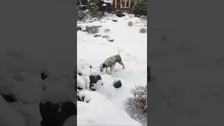 Life with an English Setter ~ part 3 ~ He’ll steal your heart