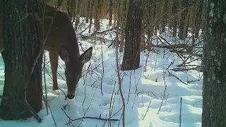 North Maine Woods: Critter Path in the Fairy Forest.