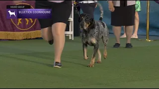 Bluetick Coonhounds | Breed Juging 2023