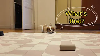 Vanilla, the Cavalier King Charles puppy, saw a toilet paper roll for the first time