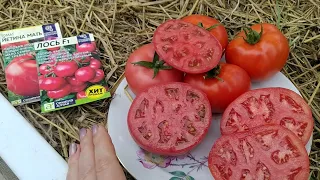 какие на вкус, получились ,,лось,, и ,,етина мать,, от семена Алтая 🍅.