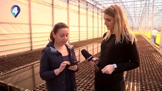 Фермер з Голландії побудував «розумні» теплиці в Україні