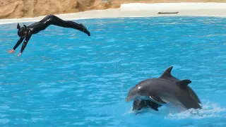 Dolphin's show — Loro Parque
