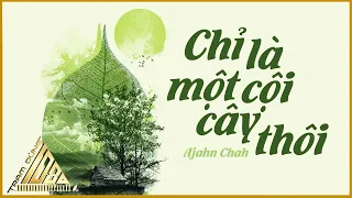 Chỉ Là Một Cội Cây Thôi - Thiền Sư Ajahn Chah - Thả Trôi Muộn Phiền - Trạm Dừng 1080