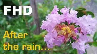 After the rain... A short nature film by G.M - 2019 - Original 3D sounds - FHD