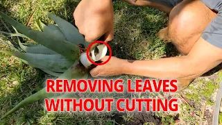 How to Harvest Aloe Vera Leaves | Haley Nutrition, Aloe #1®