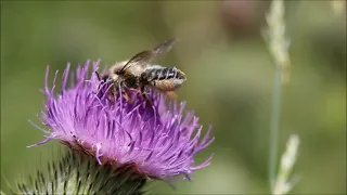 #Maya the #Bee | #The #Sentinel