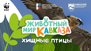 ЖИВОТНЫЙ МИР КАВКАЗА: ХИЩНЫЕ ПТИЦЫ