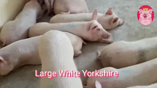 Large White Yorkshire Pigs