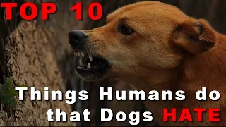 Top 10 Things People Do that Dogs Hate You Won't Believe