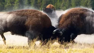 Bison fight