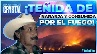 Incendios forestales, sin control en la zona centro de Veracruz | Noticias con Crystal Mendivil