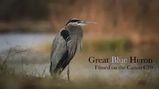 Great Blue Heron - Cinematic Short Film - Filmed on the Canon C70