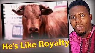 African Guy's FIRST TIME Seeing The Worlds Most Dangerous Rodeo Bull