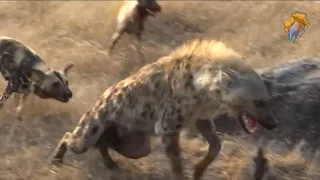 Painted Wild Dogs Attack Hyenas.