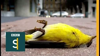 How to stop birds smashing into windows - BBC Stories