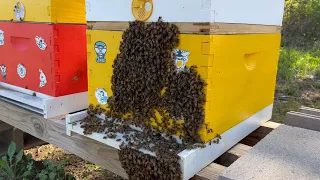 Aborted Swarm! What To Do???