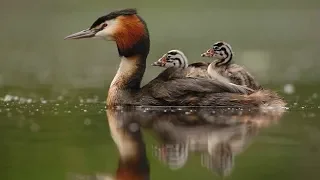 The secret life of waterfowl - Popular science film + English subtitles