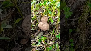 Удивительные грибы колючки. Кто знает что это за грибы?