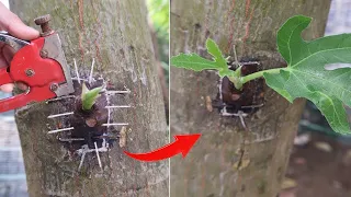 La tecnología de injertar los ojos de una higuera en un árbol de jaca, consejos para cultivar higos.